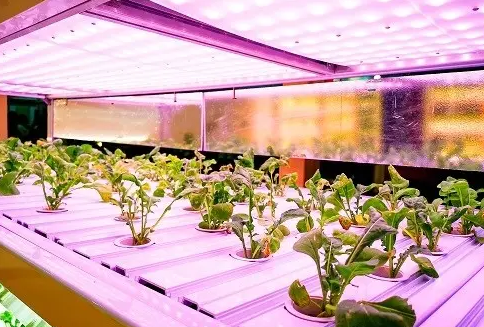 做过etl认证的植物灯产品图3